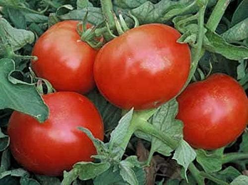 Mountain Pride Tomato Seed