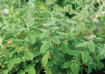 Oregano Zaatar Origanum syriaca 250 Seeds
