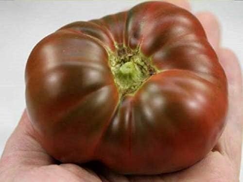Seeds Black Elephant Tomato Determinate Non GMO Vegetable for Planting