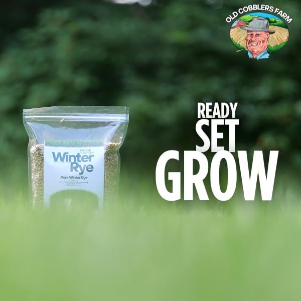 Winter Rye Grass Seed Grass Fall Mix Ryegrass Seeds for Lawn No Till Food Plot Seed Fall Cover Crop Mix by Old Cobblers Farm (5 lbs | 10 lbs | 15 lbs | 20 lbs) (5 lbs)