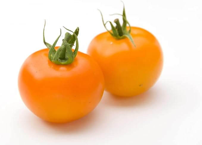 Sunsugar Hybrid Supersweet Cherry Tomato Seeds, 20 Seeds Per Packet, (Isla's Garden Seeds), Non GMO & Heirloom Seeds, Scientific Name: Lycopersicon lycopersicum, Great Home Garden Gift