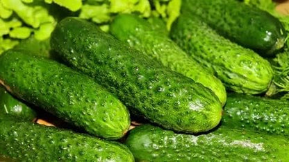 Seeds Self-Pollinated Cucumber Market/Indoor / 38 Days/Non GMO/Hybrid