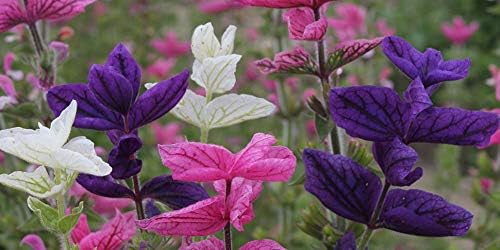 Seeds Flowers Clary Tricolor Mix Annual - 100 Seeds