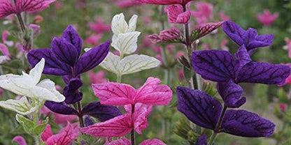 Seeds Flowers Clary Tricolor Mix Annual - 100 Seeds