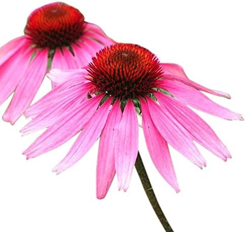 US Native Wildflower Mix - Annuals and Perennials Approx. 6500+ Seeds