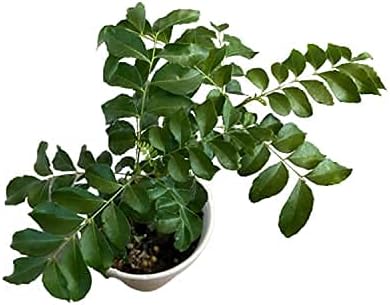 Curry Leaf Plant - Live Plant (Murraya Koenigii), 6 Inches