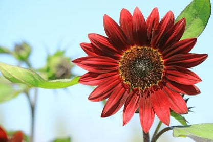Red Sunflower Seeds for Planting - 50 Heirloom Non GMO Velvet Queen Flower Seeds Plant & Grow Home Outdoor Annual Garden - 2 Packets