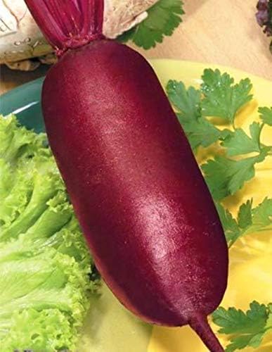 Seeds Beet Long Beetroot Dark Rival Red Non GMO Vegetable for Planting