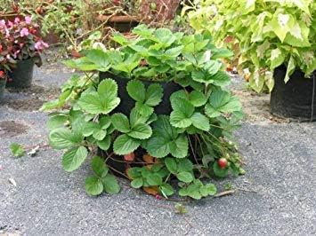 Smart Pots 14020H 14020 Fabric Pot, 20-Gal, Black