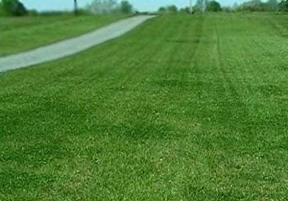 Contractor’s Grass Seed Blend by Eretz (3lb) - Choose Size! Willamette Valley, Oregon Grown. Premium, Number 1 Seeds Only! No Weed Seeds or Fillers