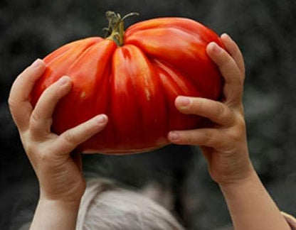 Seeds Red Giant Beefsteak Tomato Indeterminate Non GMO Vegetable for Planting