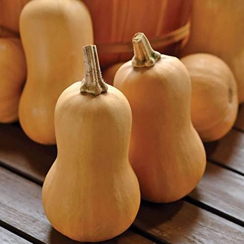 Park Seed Butterbaby Organic Squash Seeds – Mini Butternut Winter Variety, Mild Sweet Flavor, Compact Vining Habit, Perfect for Personal-Sized Harvests and Seed Saving, Pack of 20