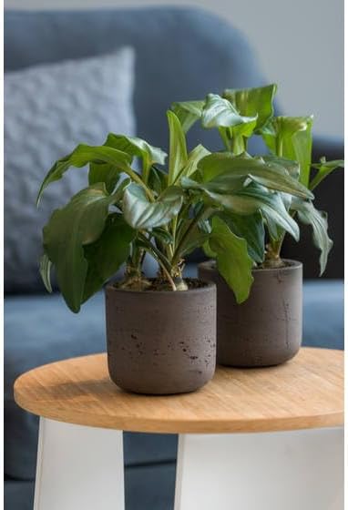 Pottery Pots Black Washed Fiberstone Indoor and Outdoor Flower Pot - Classic Modern Charcoal Planter 9.5" H x 10" W