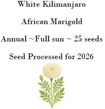 100 White Kilimanjaro White African Marigold Seeds, Annual Flower, Full Sun