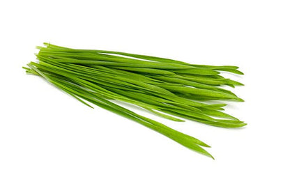 Todd's Seeds - Hard Red Wheatgrass - 5 Lb's - Sprouting Wheat Grass Seeds for Sale - Plant & Grow Wheatgrass, Flour, Grain & Bread - Wheatgrass Juice - Excellent Germination - Sprouting Seeds - Sprouted Wheat