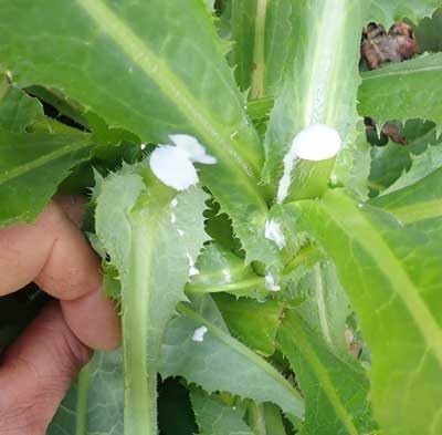 50pcs Wild Lettuce Seeds (Lactuca virosa) Heirloom - Non GMO - Open Pollinated
