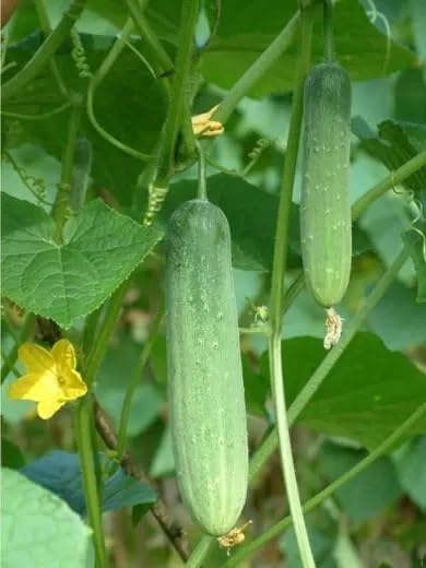 100+ Cucumber Mix Seeds 12 Asian Varieties Non-GMO Delicious and Crispy, Rare and Super Prolific, Cucumis sativus, American, Korean, Japanese, Vietnamese Cucumber, Dưa nếp Hàn, Việt NAM, Mini Size
