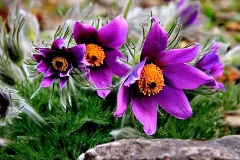 Seeds Eastern Pasqueflower 30 Seeds for Planting Prairie Crocus Perennial Plant