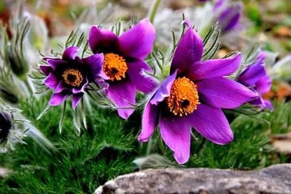 Seeds Eastern Pasqueflower 30 Seeds for Planting Prairie Crocus Perennial Plant