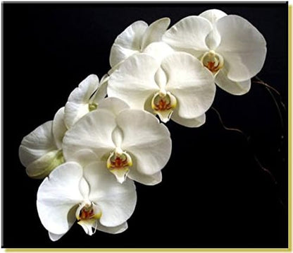 rePotme All Purpose Orchid Mix - Value - (4 Quart Resealable Bag)