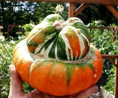 Pumpkin Turk’s Turban 10 Seeds Ornamental Decorative Turban Squash Mushroom Pumpkin Gourd Non-GMO