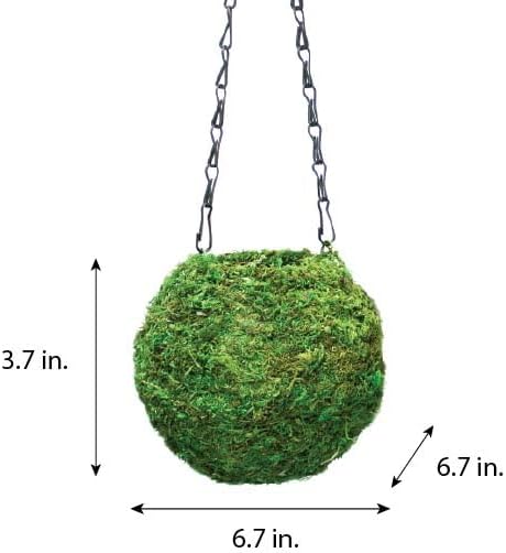 SuperMoss (29348) Kokedama Planter, 6", Fresh Green