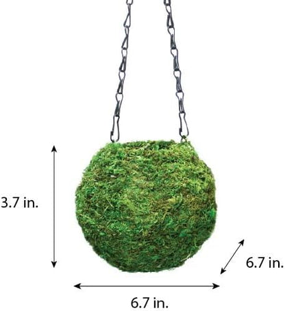 SuperMoss (29348) Kokedama Planter, 6", Fresh Green