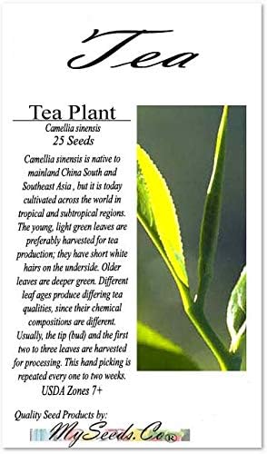 Big Pack - (25) Tea Plant Seed - Camellia sinensis - Edible Flower Seeds (Big Pack - Tea Plant)