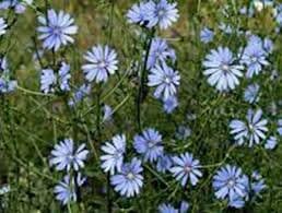 Chicory Wildflower Seeds, 5 Lbs