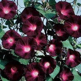 25 “Black Knight Morning Glory Seeds by OrginBud