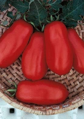 Salerno Seeds San Marzano 2 D.O.P Pomodoro Heirloom (INDET) Tomato 3 Grams Made in Italy Non-GMO