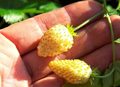 Seeds Alpine Strawberry Everbearing 'Yellow Wonder' Non GMO Heirloom