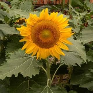 Park Seed 'Incredible' Dwarf Sunflower Seeds – Compact Plants with Giant 9-Inch Yellow Blooms, Easy to Grow Spring Variety for Beds, Borders, and Small Spaces, Pack of 50