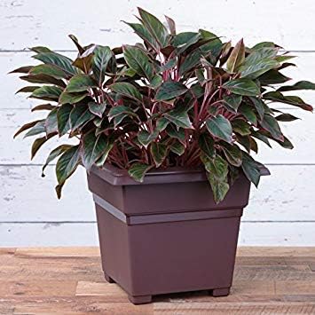 Root & Vessel Countryside Square Tub Planter, Brown, 18-Inch