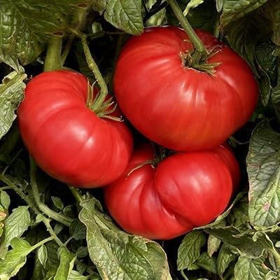 Watermelon Beefsteak Tomato Seeds - Large Tomatos - Delicious Tomatos for Home Growing