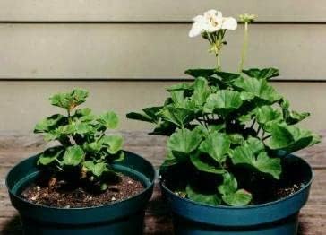Plantfood Helps Your Plants Grow Bigger Faster and Stronger (2.5lb)