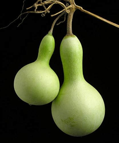 Seeds Bottle Gourd - Calabash - Lagenaria - Heirloom Vegetable - GMO Free