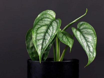 GARDENERA Monstera Siltepecana Matuda Potting Mix - Retains Moisture and Enhances Root Growth - 5 Quart