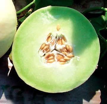 Park Seed Snow Mass Honeydew Melon Seeds, The Sweetest Honeydews, Pack of 25 Seeds
