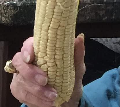 USDA, Organic, Silver, Hawaiian #9, Super, Sweet Corn, Heirloom, Open Pollinated, Non GMO