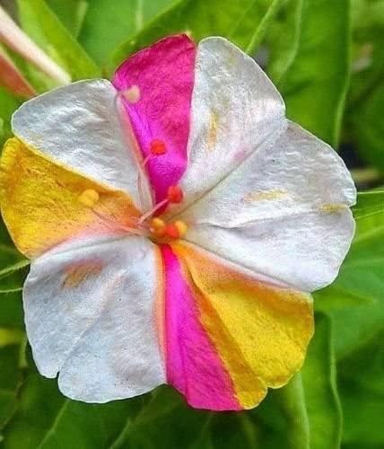 TomorrowSeeds - Marvel of Peru Four O' Clock Seeds - 100+ Count - for 2026 Planting Color Changing USA Garden Flower Broken Transform Pink White Yellow Rose Leaf Grow Your Own Home Farm Patio Healthy