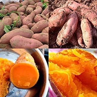 Generic 50pcs Sweet Potato Vegetable Seeds Multi