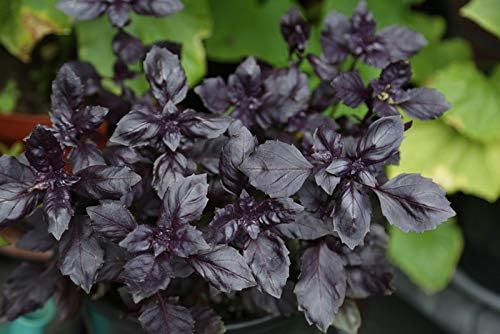 Seeds Basil Purple Leaf Opal Indoor Vegetable for Planting Heirloom Non GMO - 500 Seeds