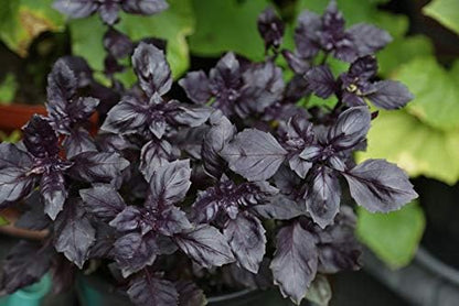 Seeds Basil Purple Leaf Opal Indoor Vegetable for Planting Heirloom Non GMO - 500 Seeds