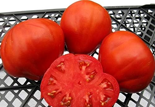 Large Tomato 100 Pounds Seeds for Planting Around 25 Seeds Non-GMO