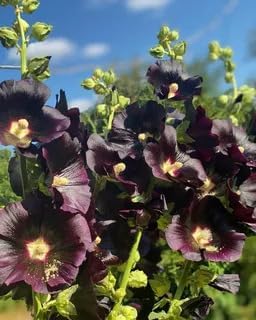 Seeds Hollyhock Nigra Giant Mallow Flower Perennial Outdoor Garden Cut Flowers for Planting