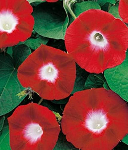 Seeds Flowers Morning Glory Ruby - 50 Seeds