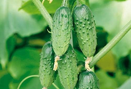 Seeds Vegetable Indoor Cucumber Self-Pollinating Close Family F1 All Seasons Vine Plant for Pickling - 20 Seeds