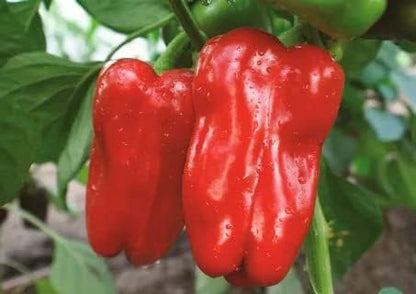 Seeds Sweet Bell Pepper Red Giant Non GMO Heirloom