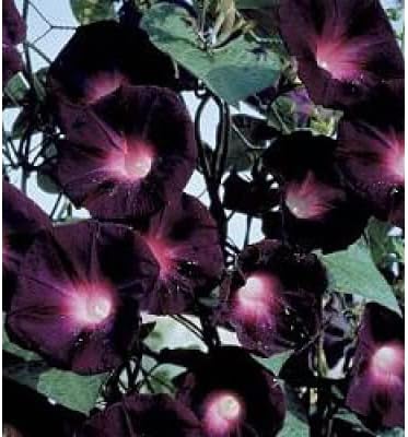 25 “Black Knight Morning Glory Seeds by OrginBud